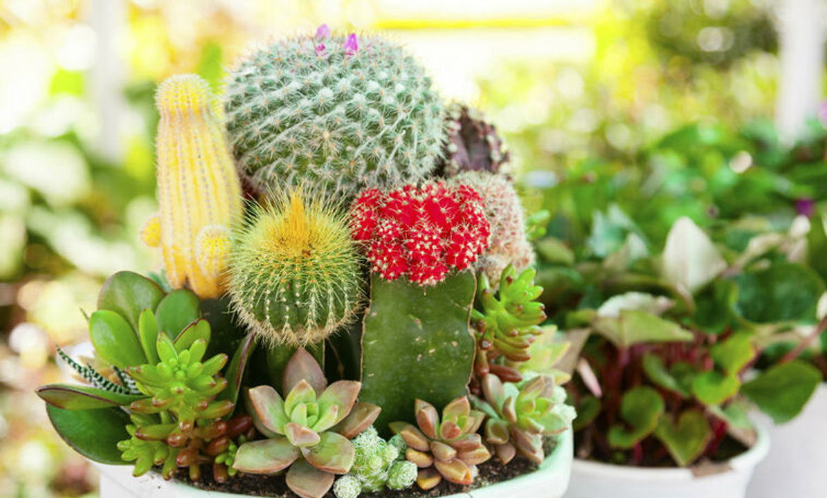 A conectarse con la naturaleza en el Taller “Terrarios de suculentas”